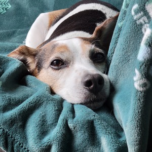 Fundraising Page: Erika Whittier